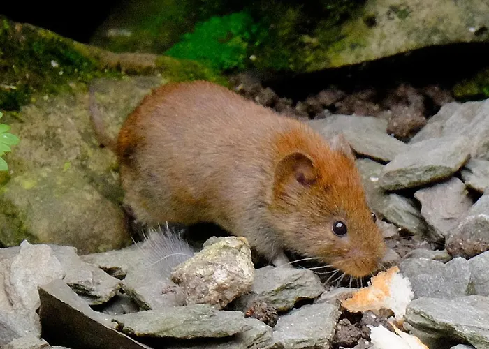 Bed and breakfast Slack