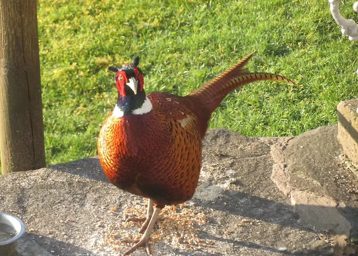 Slack Bed and breakfast 4*