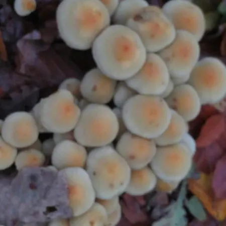斯莱克住宿加早餐旅馆 住宿加早餐酒店