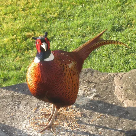 斯莱克住宿加早餐旅馆 住宿加早餐酒店 4*